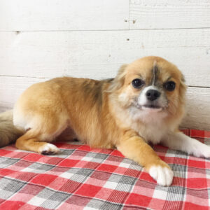 仕上がりチワワ