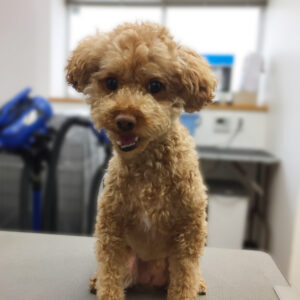 よろしくトイプー