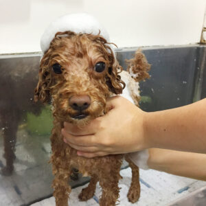 シャンプートイプー