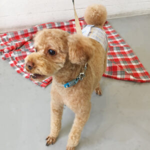 仕上がりトイプー