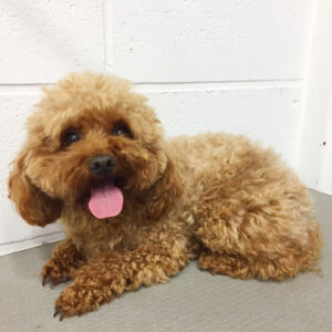 よろしくトイプー