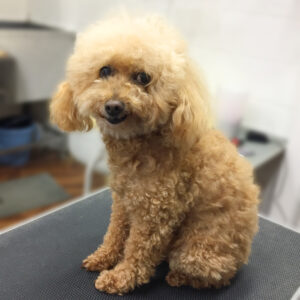 よろしくトイプー