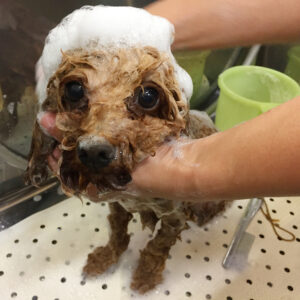 シャンプートイプー