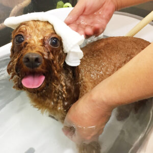 お風呂トイプー