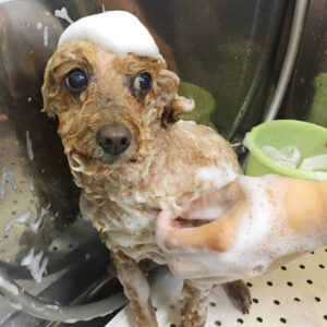 シャンプートイプー