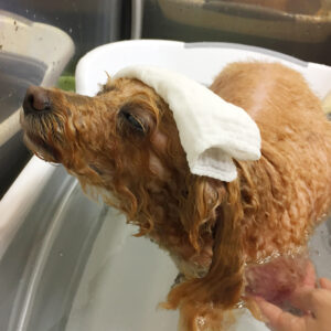 お風呂トイプー