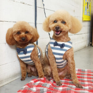 仕上がりトイプー