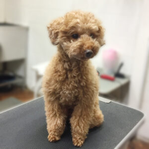 よろしくトイプー