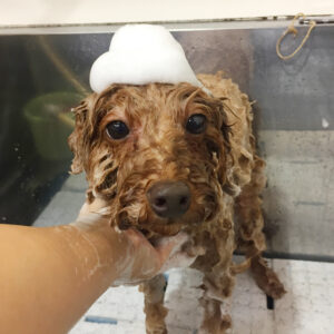 シャンプートイプー