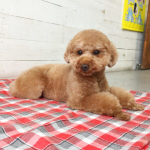 仕上がりトイプー