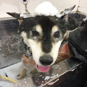 シャンプーしば