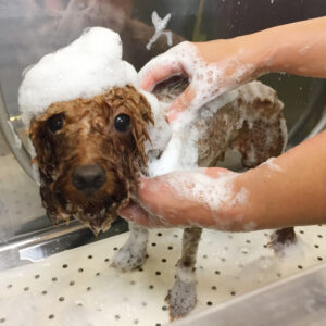 シャンプートイプー