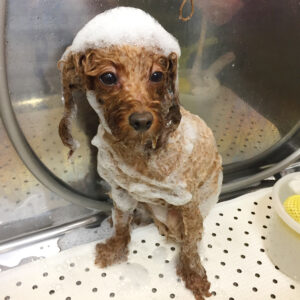 シャンプートイプー