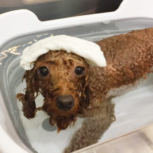 お風呂トイプー