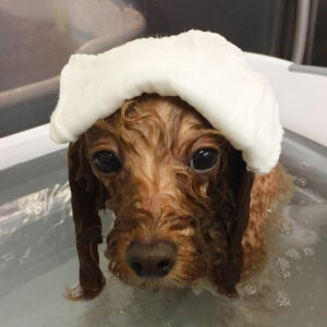 お風呂トイプー