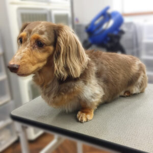 よろしくダックス