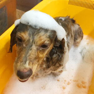 シャンプーダックス