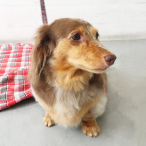 仕上がりダックス