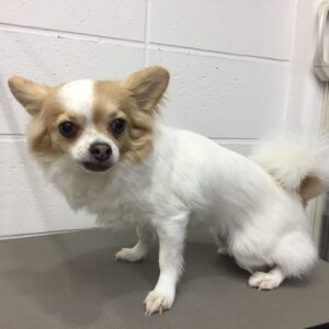 よろしくチワワ