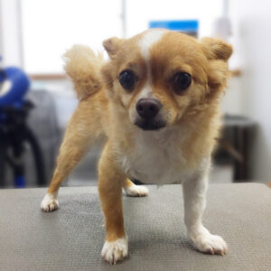 よろしくチワワ