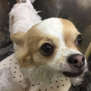 シャンプーチワワ