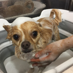 シャンプーチワワ