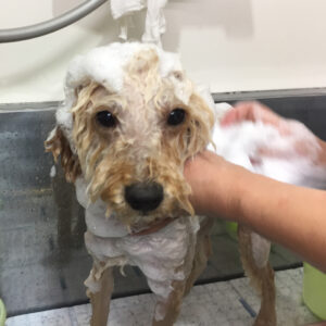 シャンプートイプー