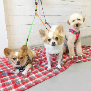 仕上がりチワワ&トイプー