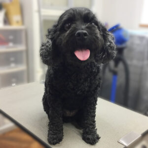 よろしくミックス