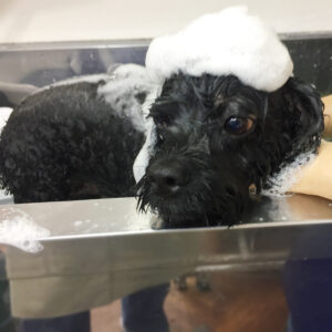 シャンプーミックス