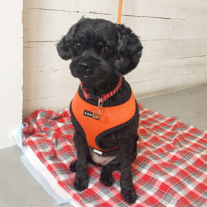 仕上がりミックス