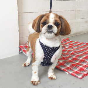 仕上がりシーズー