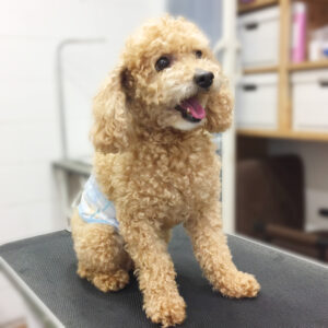 よろしくトイプー