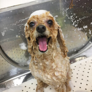 シャンプートイプー