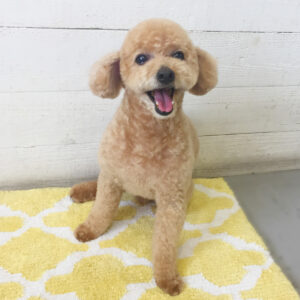 仕上がりトイプー