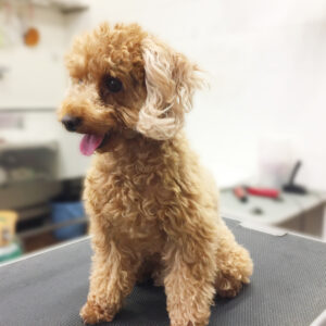 よろしくトイプー