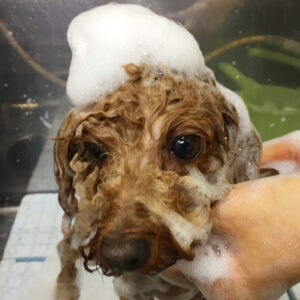 シャンプートイプー