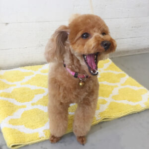 仕上がりトイプー