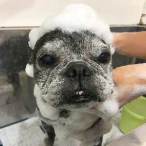 シャンプーフレブル