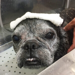 お風呂フレブル