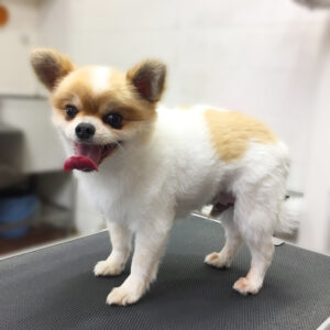 よろしくミックス