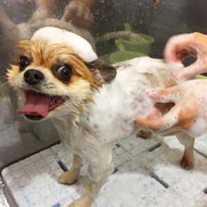 シャンプーミックス