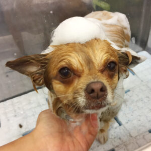 シャンプーチワワ