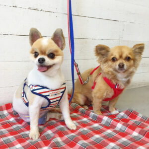 仕上がりミックス&チワワ