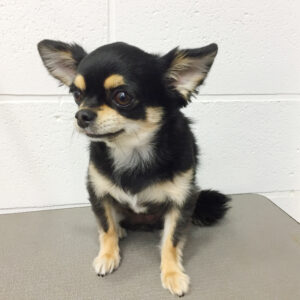 よろしくチワワ