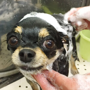 シャンプーチワワ