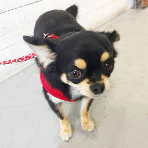 仕上がりチワワ