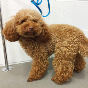 よろしくトイプー