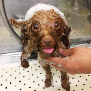 シャンプートイプー