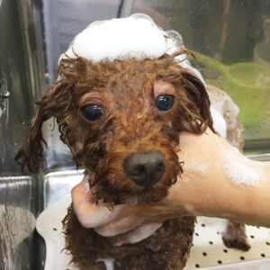 シャンプートイプー